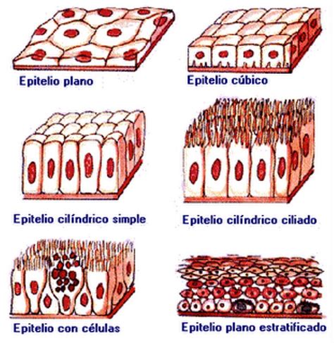 Plantão Médico HistologÍa Tejido Epitelial De Revestimiento Y Glandular