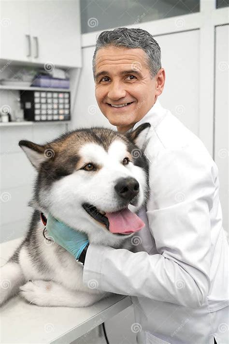 Vet Hugging Alaskan Malamute Smiling Looking At Camera Stock Image