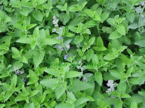 Herb Catnip Herbs Catnip Premier Seeds Direct Ltd