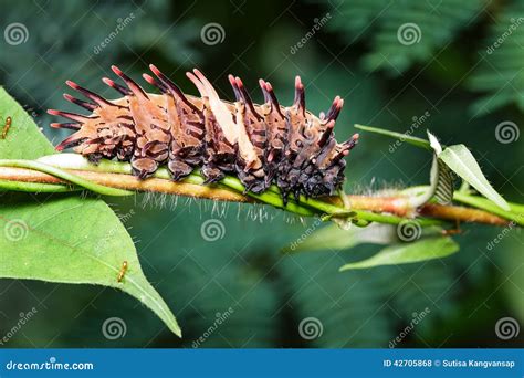 Caterpillar Da Borboleta Birdwing Dourada Comum Foto De Stock Imagem