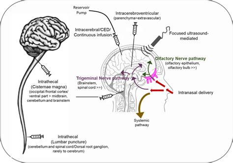 Invasive And Non Invasive Approaches For Targeting The Cns Localized Download Scientific