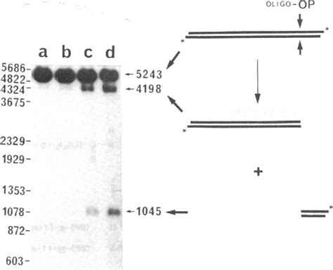 Figure 3 From Sequence Specific Recognition And Cleavage Of Duplex Dna Via Triple Helix