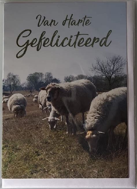 Van Harte Gefeliciteerd Met Je Verjaardag Een Leuke Kaart Met Schapen