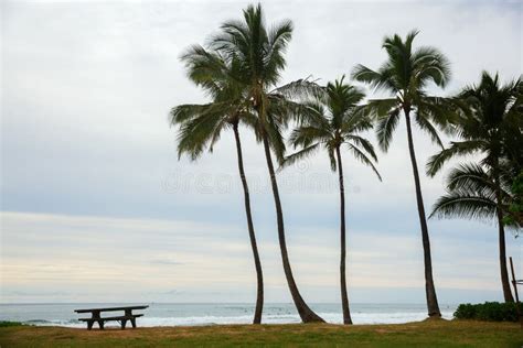 Palm Trees at the Beach of Haleiwa, Oahu, Hawaii Stock Photo - Image of ...