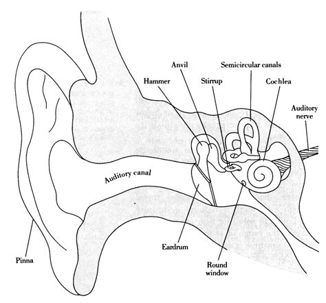 Labeled Ear Diagram [diagram] Inside Of Ear Diagram