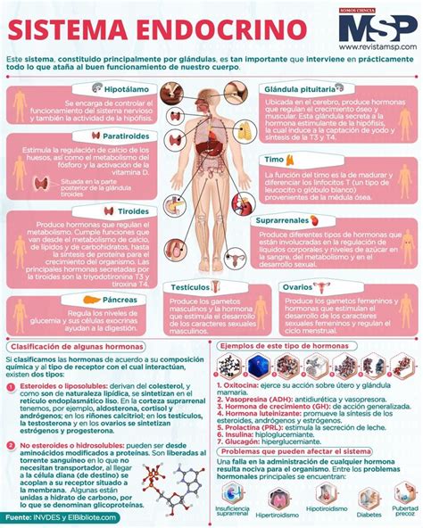 Sistema endocrino infografía en 2024 Sistema endocrino Anatomia y