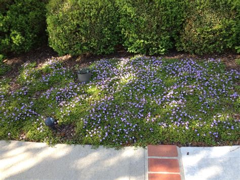 Our Favorite Ground Cover Plant: Mazus - Greenleaf Garden Services