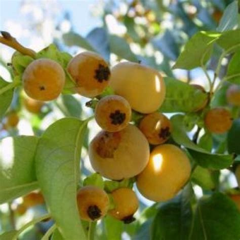 Buy Date Plum Persimmon Diospyros Lotus 10 Seeds Online Seeds Hobbyseeds Store