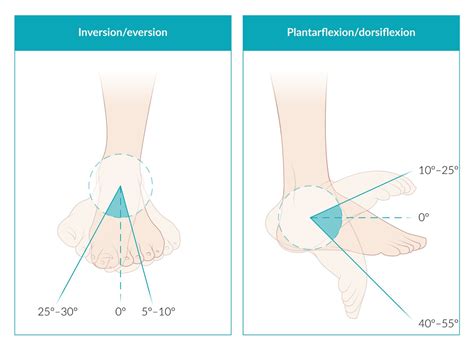 Plantar Flexion And Dorsiflexion