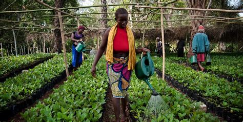 Sierra Leone. Women as key actors to national economies | COOPI