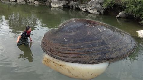 A Huge Clam With The Most Beautiful Pearls And Gemstones Was Found By