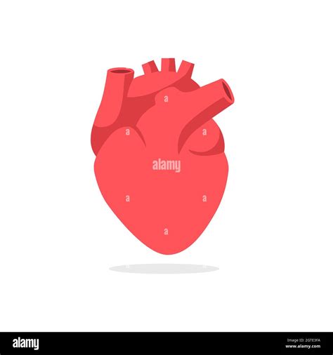 Anatomical Heart Drawing Hi Res Stock Photography And Images Alamy