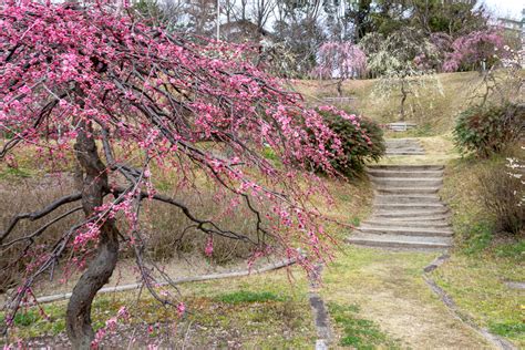 於大公園（梅）愛知県知多郡の観光・撮影スポットの名所 東海カメラマップ