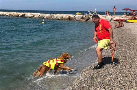 I Cani Bagnino Si Esercitano Nelle Acque Delle Gorette Il Tirreno