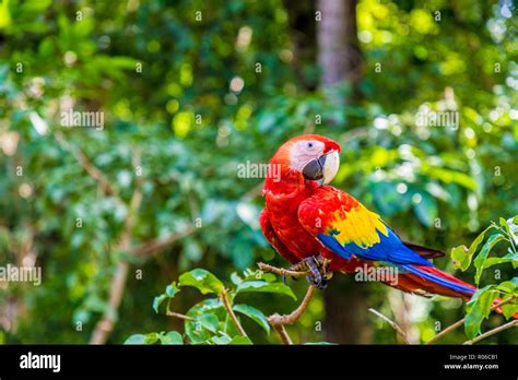 Una Guacamaya Roja en las ruinas de Copán, Copán, Honduras, América ...