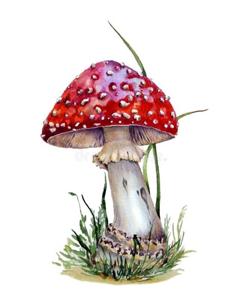 Watercolor Botanical Illustration Of Fly Agaric Red Isolated On White