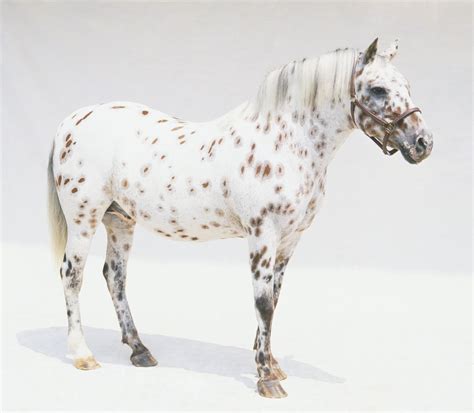 Popular Horse and Pony Breeds for Children