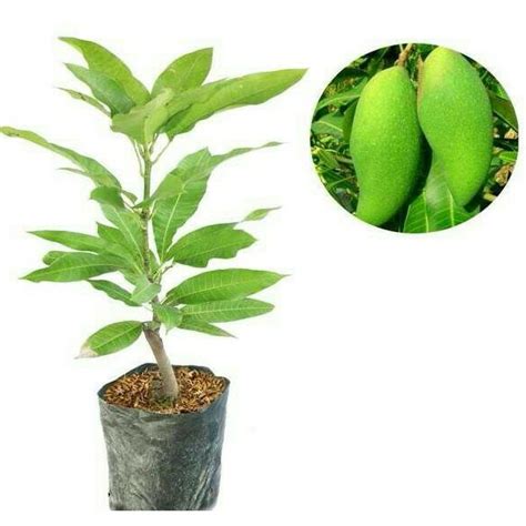 Jual Bibit Buah Mangga Falan Thunder Pkl Shopee Indonesia