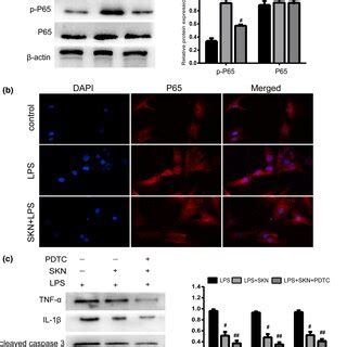 Shikonin inhibits the activation of nuclear factorkappa B NFκB