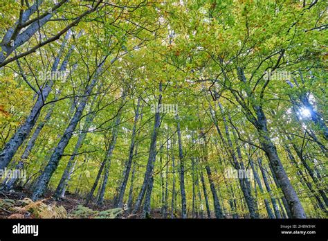 Bosque De Rboles De Haya Fagus Sylvatica De Sao Lourenco En Oto O