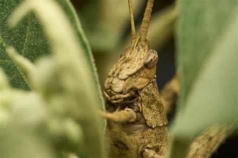 Premium Photo Many Details Of A Brown Grasshopper On Green Grass