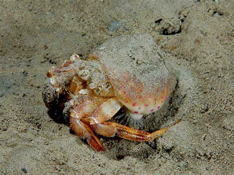 Prideaux S Hermit Crab Pagurus Prideaux MarLIN The Marine Life