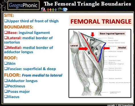 Femoral triangle boundaries Quiz