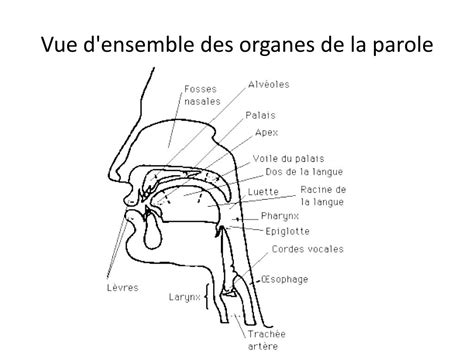 Ppt Classe Phon Tique Phonologie Powerpoint Presentation Free