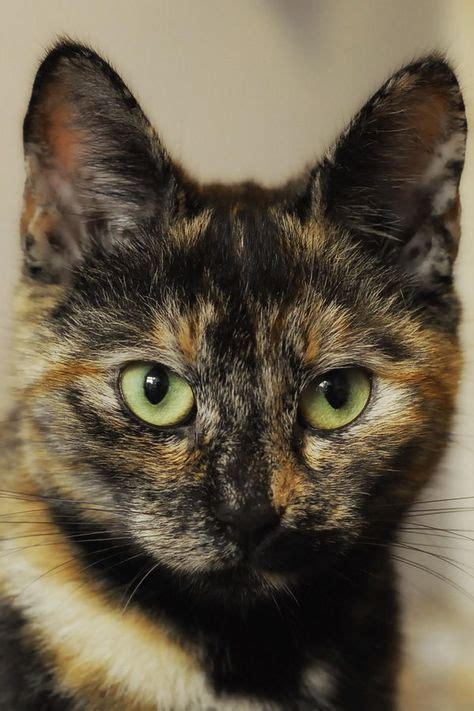 Tortoiseshell cat is a unique kitty which can only be born by chance ...