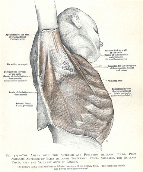 524 The Axilla With The Anterior And Posterior Axillary Folds Plica