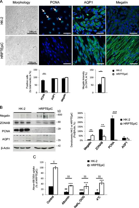 Monolayers Of Hk And Hrptepic A Human Proximal Tubule Cells Were