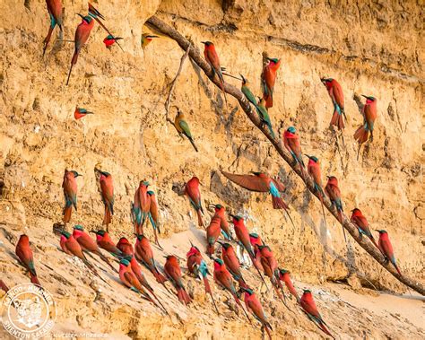 Carmine Bee Eater Hide