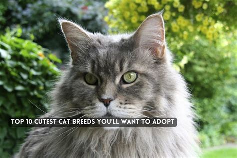 The Top 10 Cutest Cat Breeds Youll Want To Adopt Plugin Pot