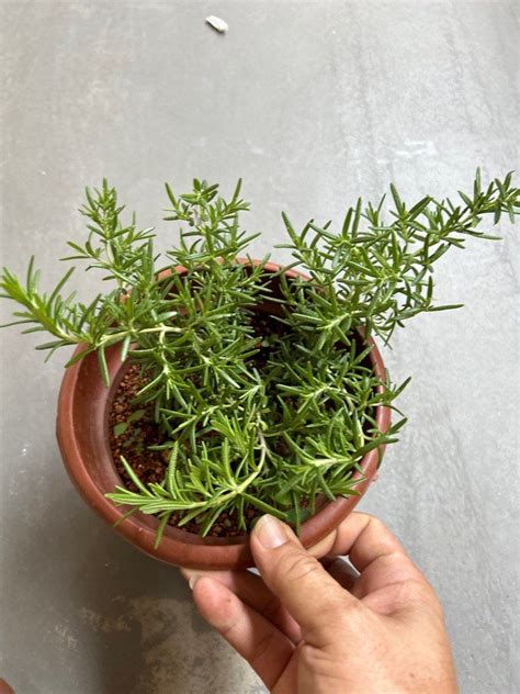 Rosemary Trailing Locally Grown Herbs Plant Each Furniture Home