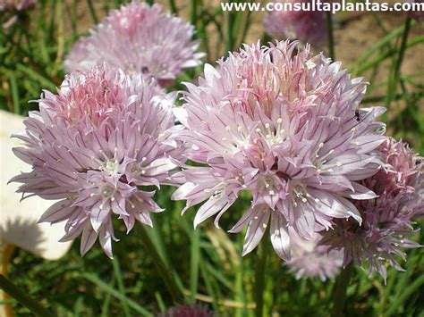 Allium schoenoprasum o Cebollino francés Cuidados