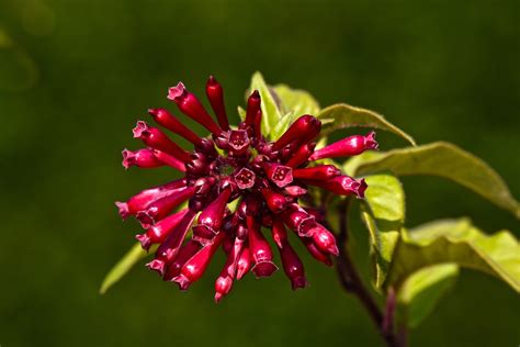 Purple Cestrum Flower Plant Free Photo On Pixabay