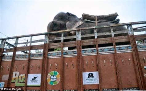 Raju El Elefante Maltratado Que Lloró Al Ser Liberado Después De 50 Años Comenzó Su Nueva