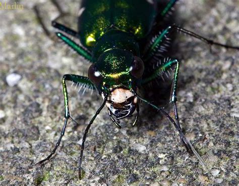 Six Spotted Green Tiger Beetle Cicindela Sexguttata North American