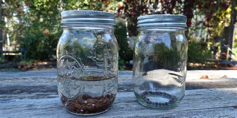 How Long To Soak Pea Seeds Before Planting Storables