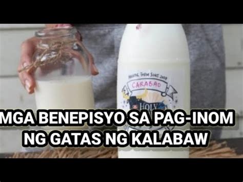 Carabao S Milk O Gatas Ng Kalabaw Mga Benepisyo Sa Pag Inom Nito Sa