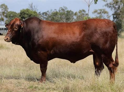 Rocky Repro Queenslands Bovine Reproduction Centre