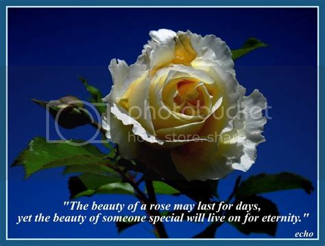 Rose Quotes | Echo Flower Garden