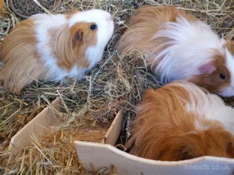 Gorgeous Baby Silkie Guinea Pigs - Red/white Colours - Ready December ...