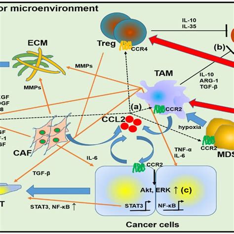 Overview Of Chemokine C C Motif Ligand Ccl And The Tumor