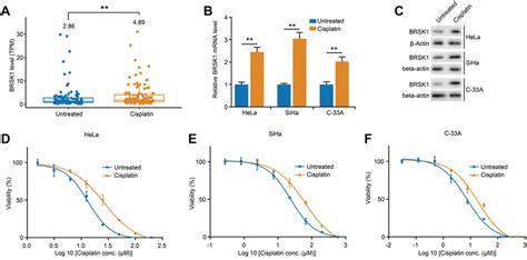 Brsk Is Upregulated In Cisplatin Resistant Cervical Cancer Cells A