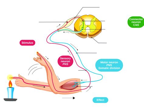 Diagram Reflex Arc Diagram Quizlet