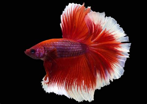 Rose Tail Betta Rose Tail Betta Depositphotos