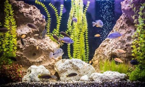 10 Best Rocks For Freshwater Aquariums Safe Stones Guide Love Fish Tank