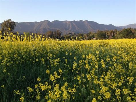 THE 15 BEST Things to Do in Ojai - UPDATED 2021 - Must See Attractions ...