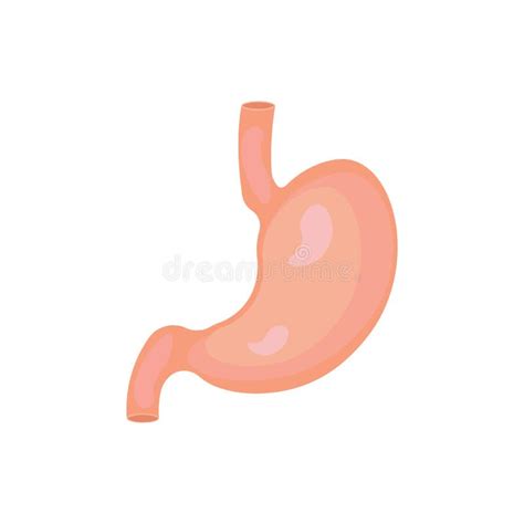 Stomach Icon Human Internal Organs Symbol Isolated On White